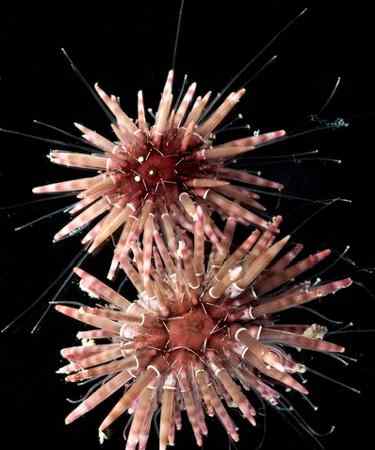 澳大利亚大堡礁海域发现海洋新物种