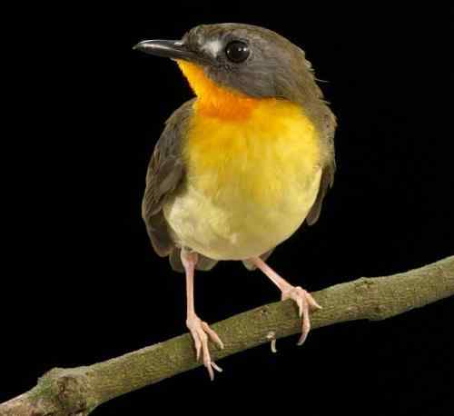 《连线》杂志公布2008年度十大新发现物种