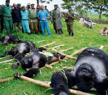 8只珍稀大猩猩在刚果国家野生公园遭枪杀(图)