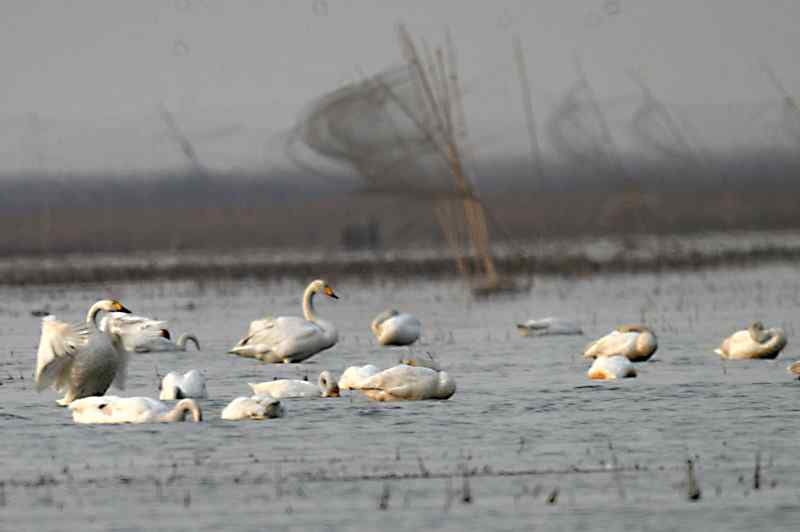 天津北大港水库湿地-候鸟家园成坟墓（爱鸟人士的战斗日记之二）
