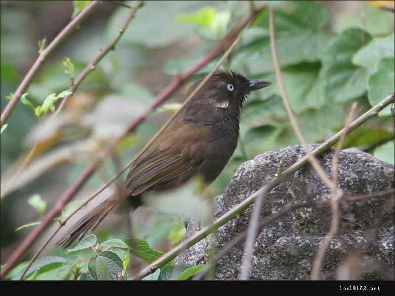 中国鸟类学者命发布新鸟种-弄岗穗鹛，世界鸟类家族又添新成员
