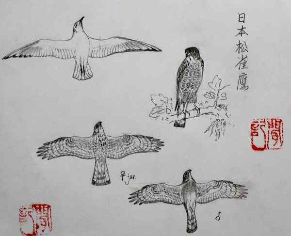 云南猛禽识别——鹰，鹞，黑翅鸢（二）