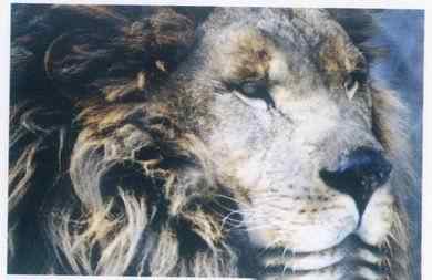 19、20世纪灭绝的动物