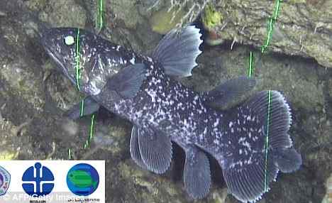 科学家在160米深水下拍到罕见活化石腔棘鱼幼苗