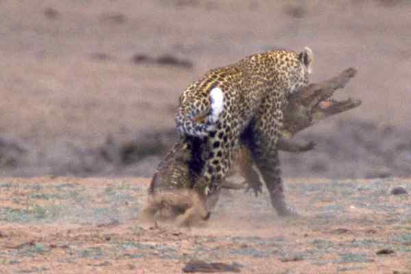 动物咬合力排行:鳄鱼攻击力不如老虎猎豹