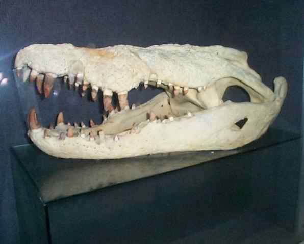 动物咬合力排行:鳄鱼攻击力不如老虎猎豹