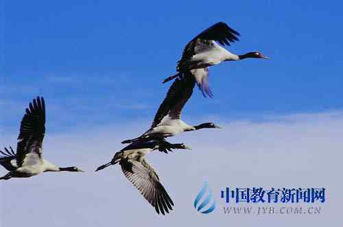 鹤痴”教师王高祥 鹤痴”教师王高祥