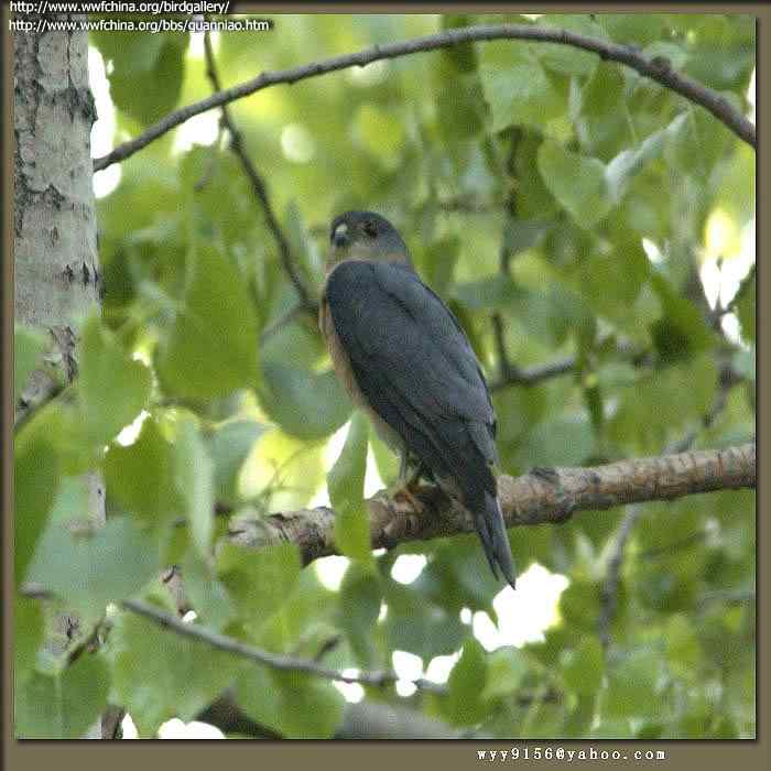 云南猛禽识别——鹰，鹞，黑翅鸢（二）