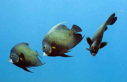 美大学举行海底世界摄影大赛拳击蟹夺冠