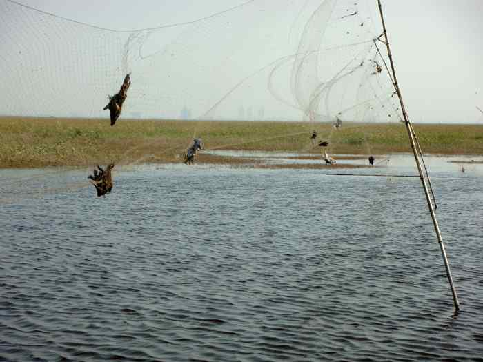 天津北大港水库湿地-爱鸟人士战斗日记之三