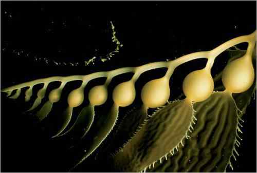 美科学家公布奇妙海洋生物照片