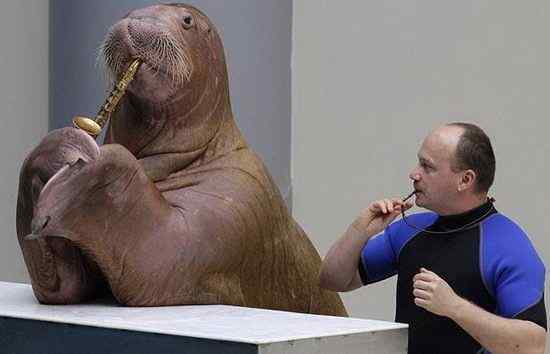 英国《每日电讯报》选出2008年度动物图片