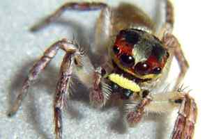 《时代》评选出2009十大新物种博萨维毛鼠居榜首