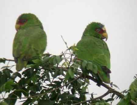 动物世界十大匪夷所思的交配性爱方式