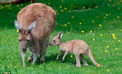 科学家拍摄小袋鼠育儿袋内吃奶照片 科学家拍摄小袋鼠育儿袋内吃奶照片