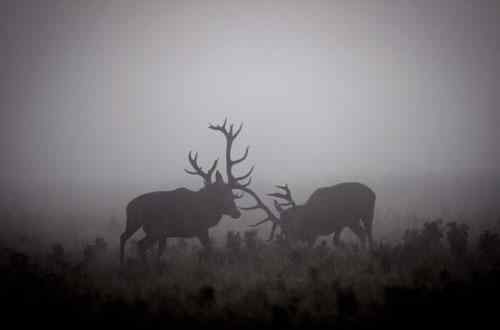 英国野生赤鹿为争夺雌鹿展开大战