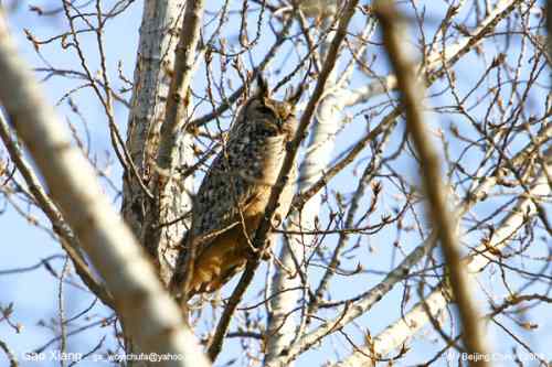 我的2008--雕鸮(中国最大的猫头鹰)