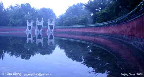 荷花坛子里的自然生物精灵小记