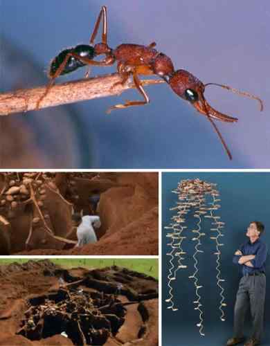 盘点自然界七大动物建筑师