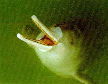 长江铜陵段发现白鳍豚打破白鳍豚灭绝说