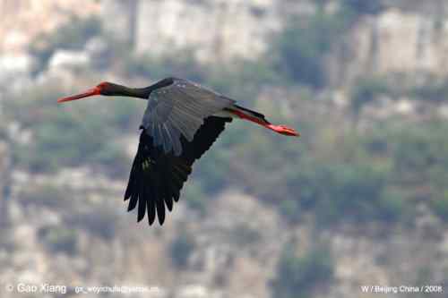 我的2008--黑鹳