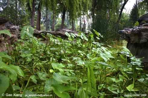 荷花坛子里的自然生物精灵小记