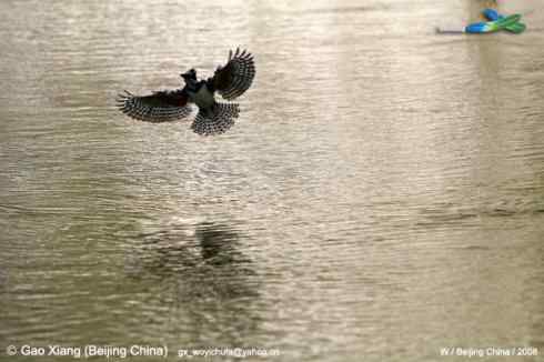 我的2008--冠鱼狗捕鱼 失误了！