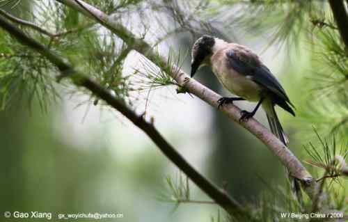 荷花坛子里的自然生物精灵小记