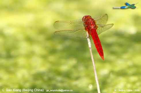 我的2008--红蜻蜓(万绿丛中一点红)