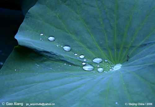 荷花坛子里的自然生物精灵小记