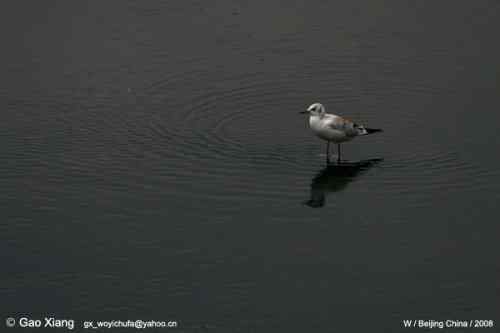 我的2008--红嘴鸥