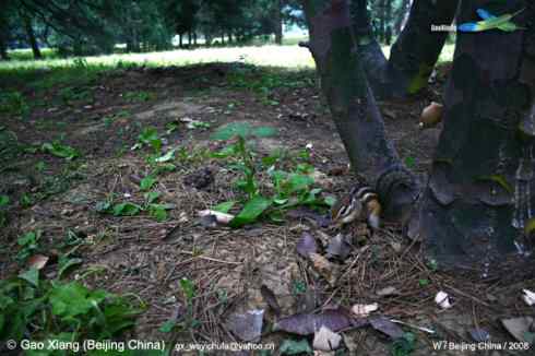 我的2008--五道眉(花鼠)