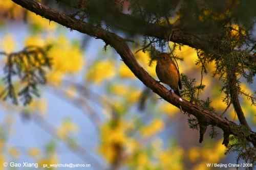 荷花坛子里的自然生物精灵小记