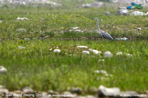 我的2008--苍鹭漫步