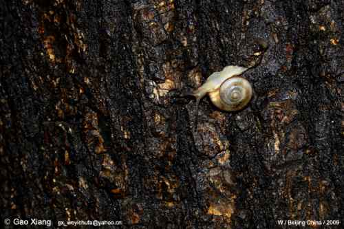 荷花坛子里的自然生物精灵小记