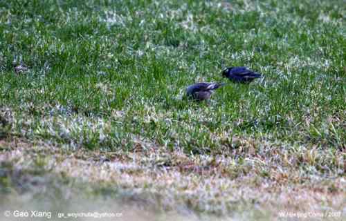 荷花坛子里的自然生物精灵小记