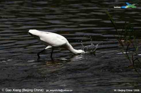 我的2008--小白鹭扎猛子