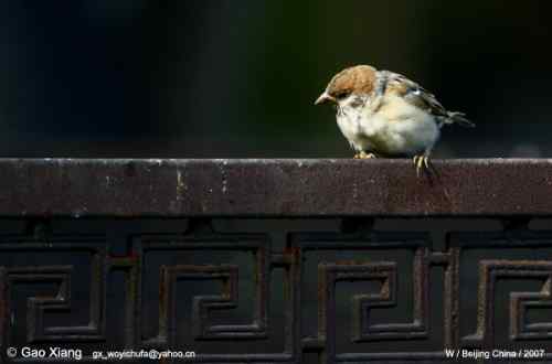 荷花坛子里的自然生物精灵小记
