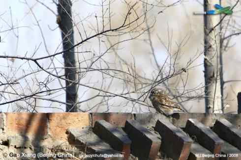 我的2008--纵纹腹小鸮(猫头鹰)