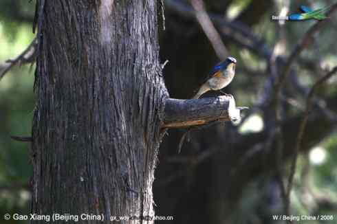 我的2008--雄性红肋蓝尾鸲