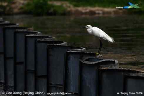 我的2008--小白鹭站立在拦水坝上
