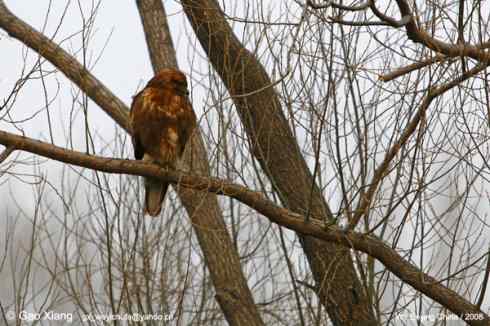 我的2008--普通鵟