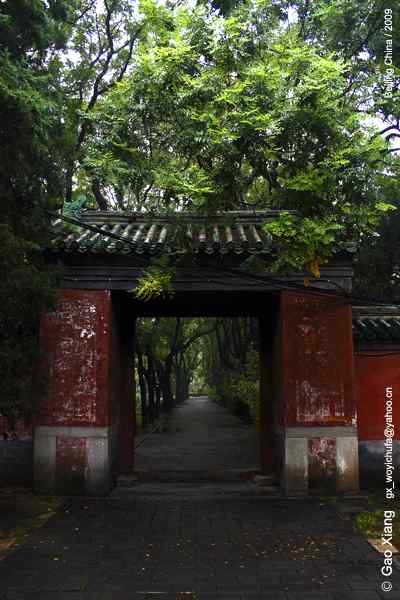 荷花坛子里的自然生物精灵小记