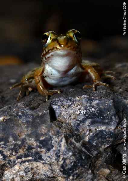 荷花坛子里的自然生物精灵小记