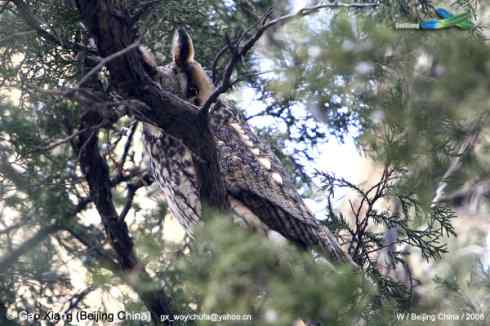 长耳鸮惊鸿一瞥
