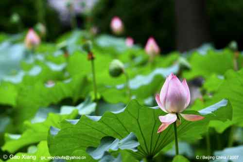 荷花坛子里的自然生物精灵小记