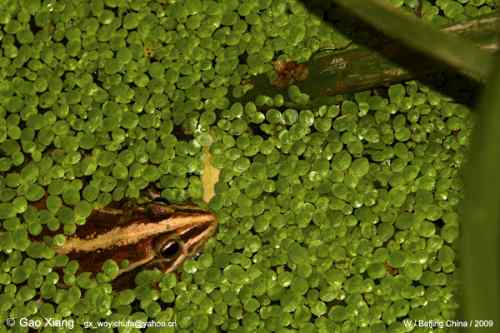 荷花坛子里的自然生物精灵小记