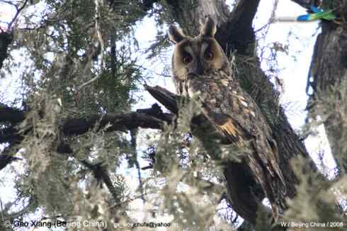 我的2008--长耳鸮(猫头鹰)