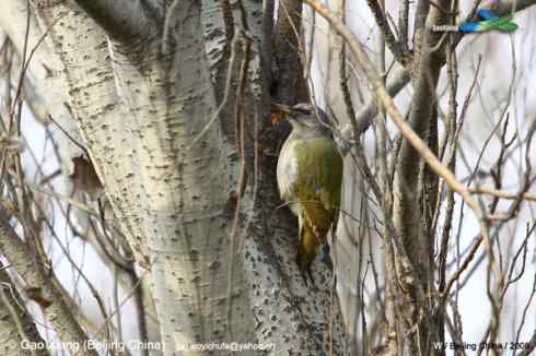 我的2008--雌性灰头绿啄木鸟