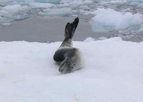南极豹形海豹 南极豹形海豹